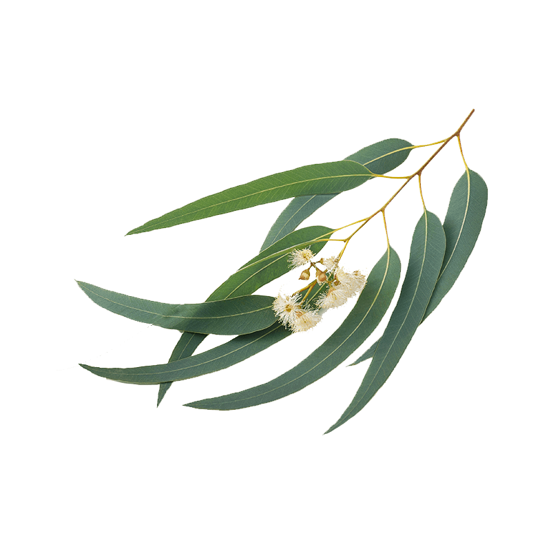 L’eucalyptus: Bienfaits et utilisation